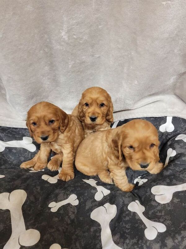 Cocker Spaniel puppies for sale in East End, East Riding of Yorkshire – 8 weeks old - Image 6 of 6