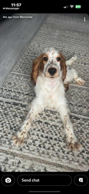 Cocker Spaniel puppies for sale in Londonderry, County Londonderry β 4 months old