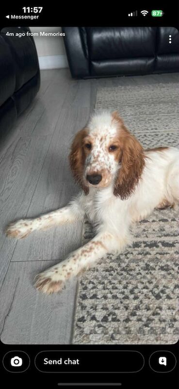 Cocker Spaniel puppies for sale in Londonderry, County Londonderry – 4 months old - Image 2 of 2