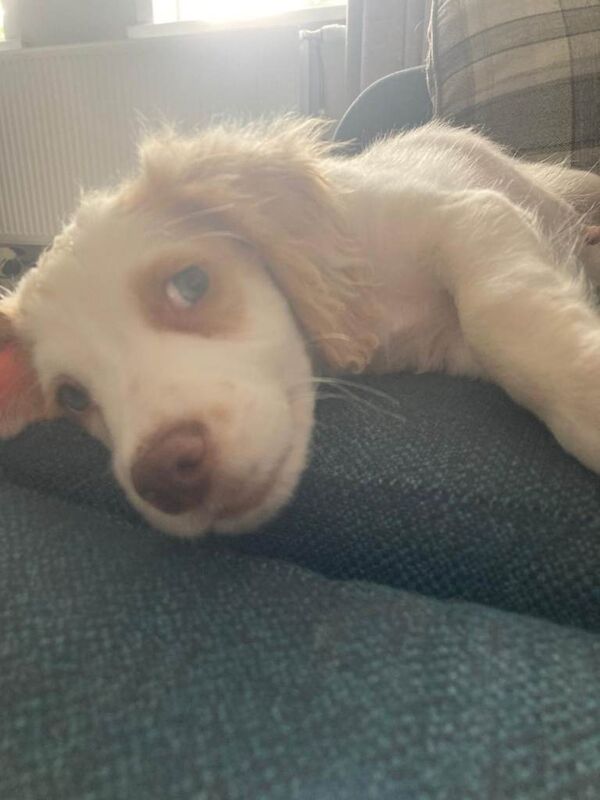 Cocker Spaniel puppies for sale in Gillingham, Dorset – 8 months old