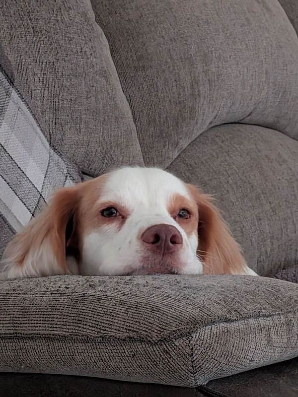 Cocker Spaniel puppies for sale in Gillingham, Dorset – 8 months old - Image 2 of 4