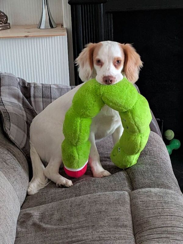 Cocker Spaniel puppies for sale in Gillingham, Dorset – 8 months old - Image 3 of 4