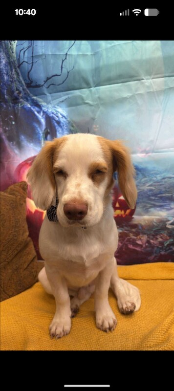 Cocker Spaniel puppies for sale in Gillingham, Dorset – 8 months old - Image 4 of 4
