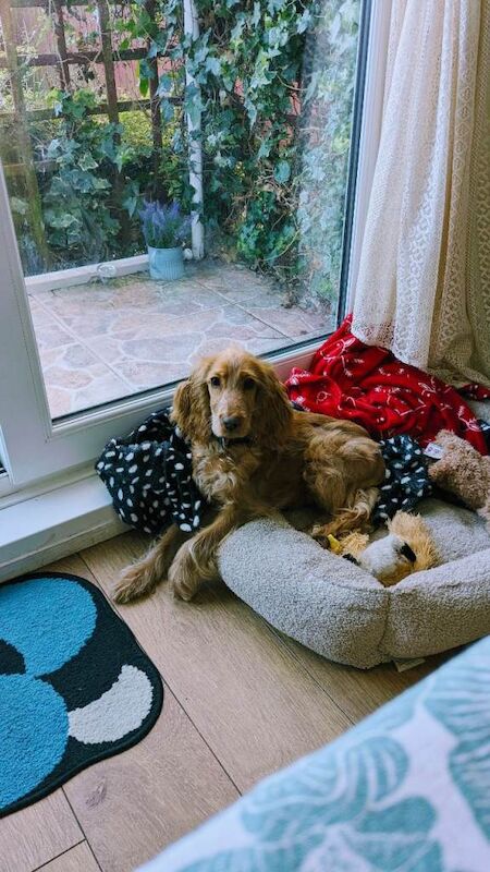 Cocker Spaniel puppies for sale in Bangor, County Down – 7 months old