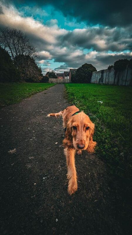 Cocker Spaniel puppies for sale in Bangor, County Down – 7 months old - Image 2 of 2