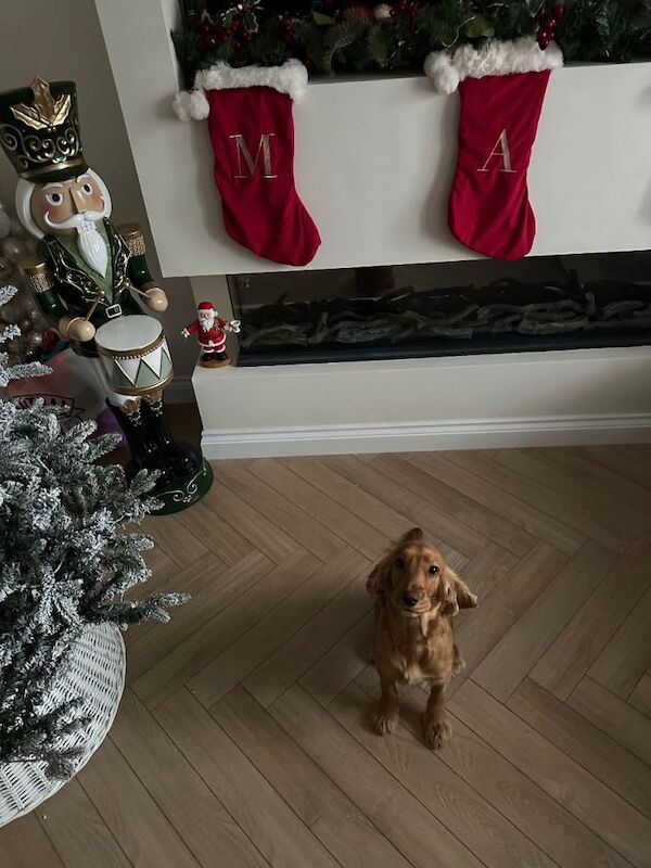 Cocker Spaniel puppies for sale in County Antrim – 2 years old