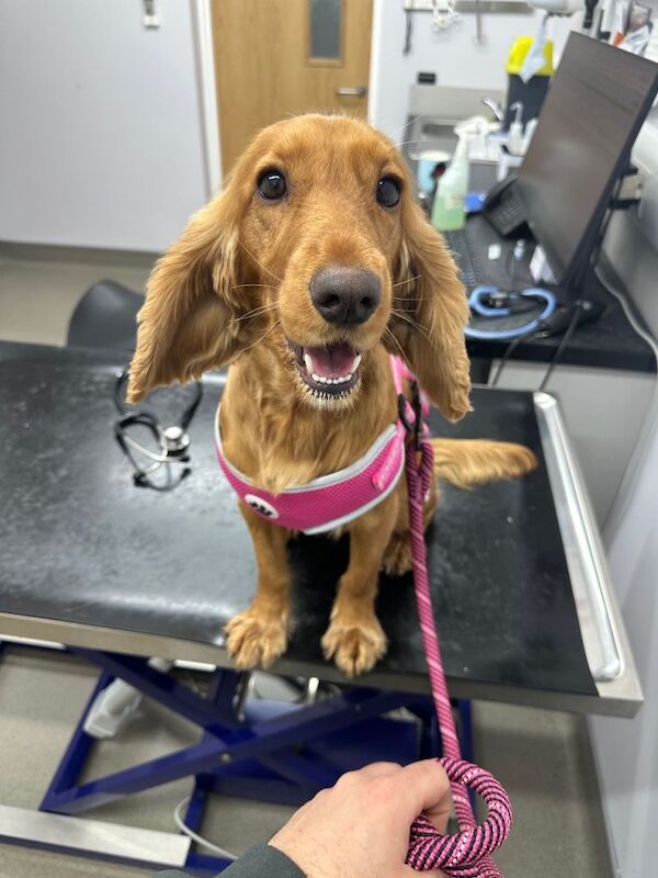 Cocker spaniel - Image 2 of 2