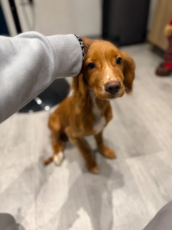 Cocker Spaniel puppies for sale in Croydon, Greater London – 6 months old