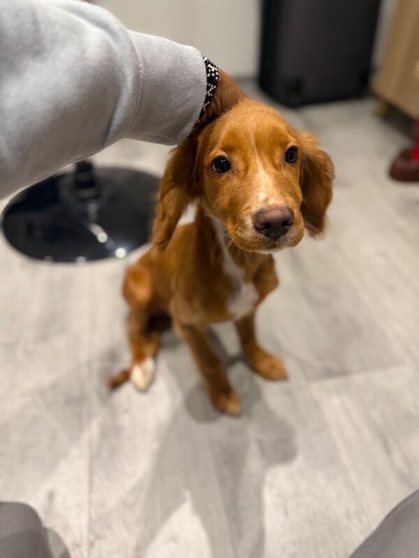 Cocker Spaniel puppies for sale in Croydon, London – 6 months old - Image 2 of 3