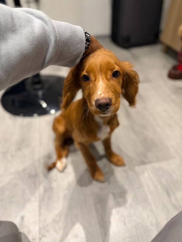 Cocker Spaniel puppies for sale in Croydon, London – 6 months old - Image 3 of 3