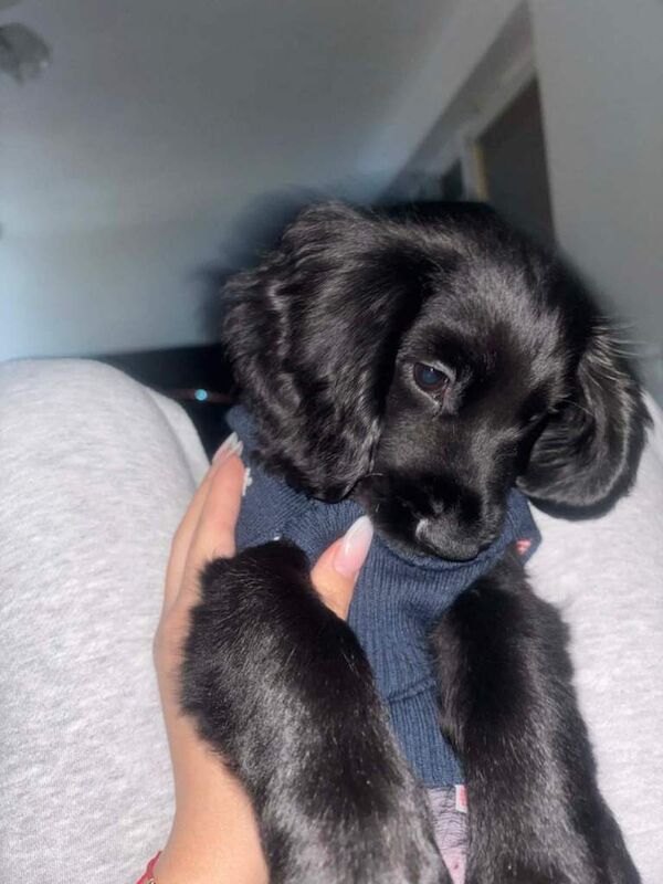 Cocker Spaniel puppies for sale in Llansamlet, West Glamorgan – 3 months old