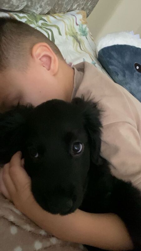 Cocker Spaniel puppies for sale in Llansamlet, Swansea – 3 months old - Image 2 of 6