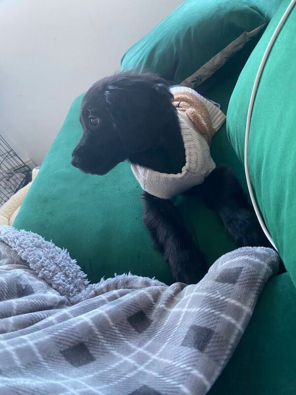 Cocker Spaniel puppies for sale in Llansamlet, Swansea – 3 months old - Image 3 of 6