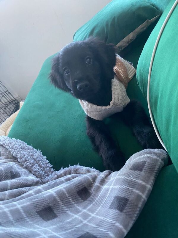 Cocker Spaniel puppies for sale in Llansamlet, Swansea – 3 months old - Image 4 of 6