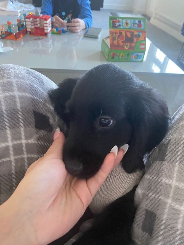 Cocker Spaniel puppies for sale in Llansamlet, Swansea – 3 months old - Image 5 of 6