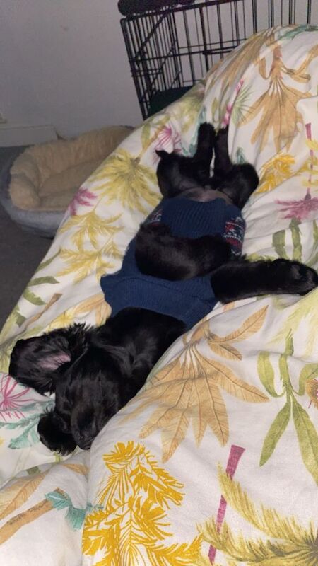 Cocker Spaniel puppies for sale in Llansamlet, Swansea – 3 months old - Image 6 of 6