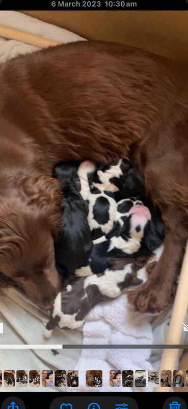 Cocker Spaniel puppies for sale in Worksop, Nottinghamshire – 9 weeks old