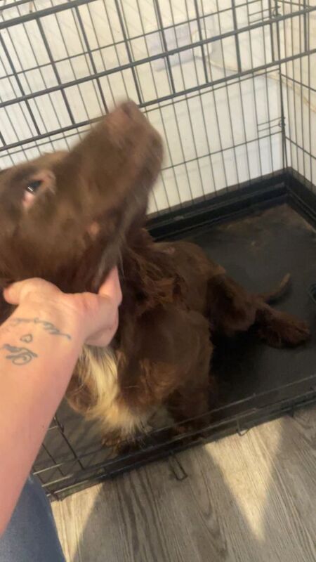 Cocker spaniel - Image 2 of 6