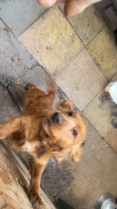 Cocker spaniel - Image 3 of 6