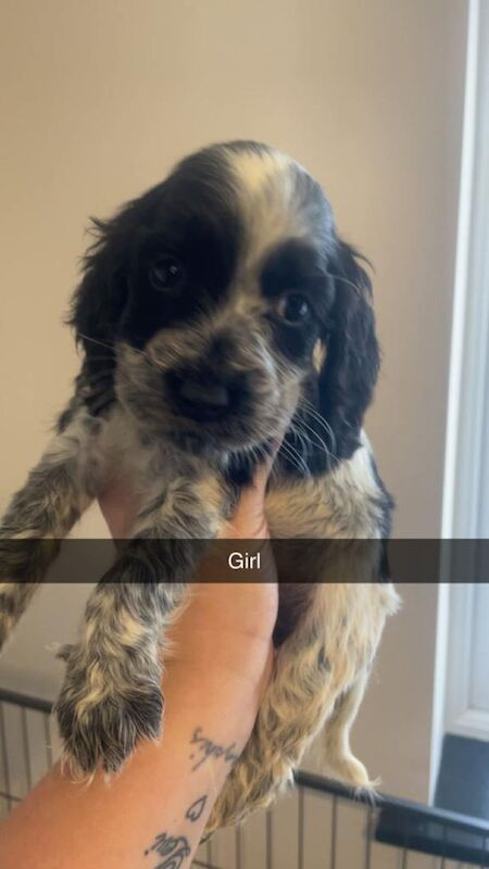 Cocker spaniel - Image 4 of 6