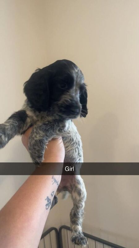 Cocker spaniel - Image 5 of 6