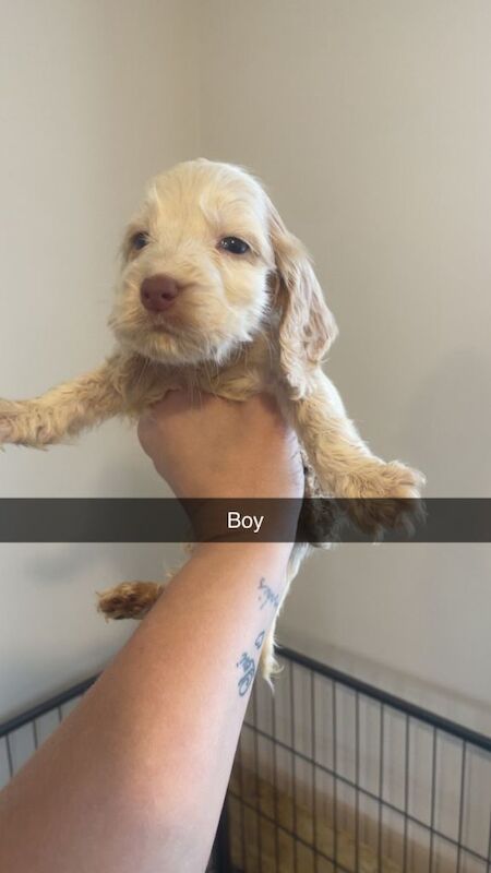 Cocker spaniel - Image 6 of 6