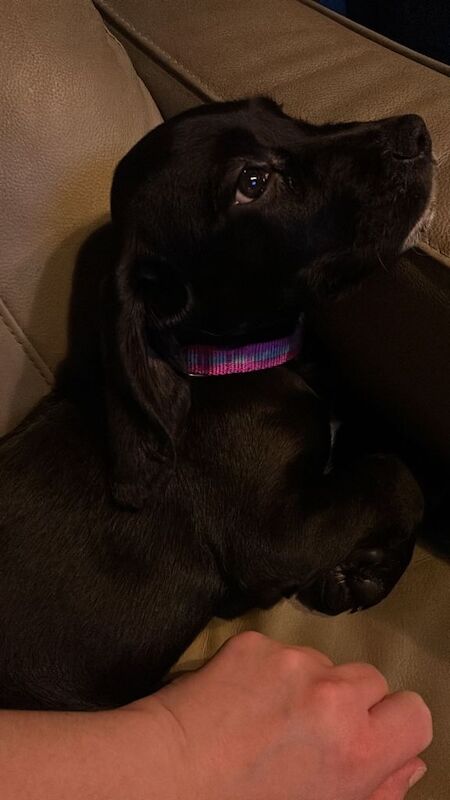 Cocker Spaniel puppies for sale in Bangor, County Down – 10 weeks old