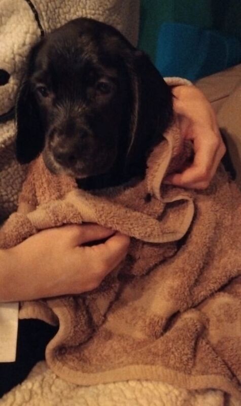 Cocker Spaniel puppies for sale in Bangor, County Down – 11 weeks old - Image 2 of 4