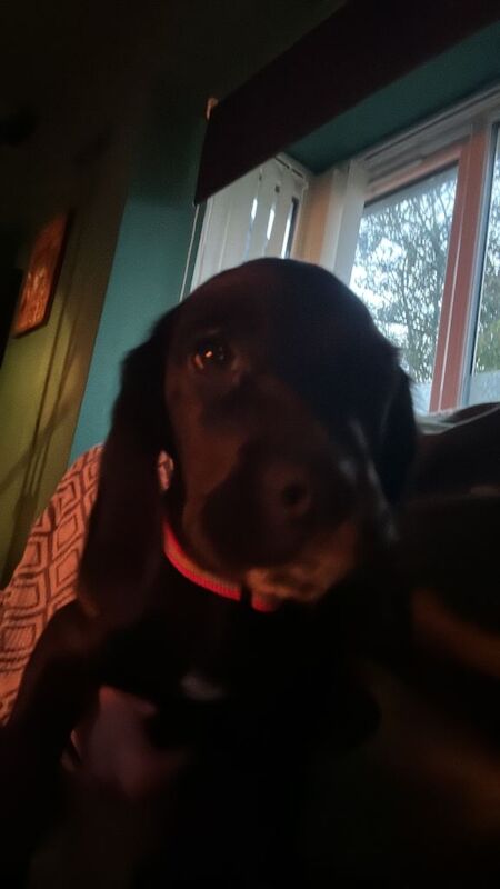 Cocker Spaniel puppies for sale in Bangor, County Down – 11 weeks old - Image 3 of 4