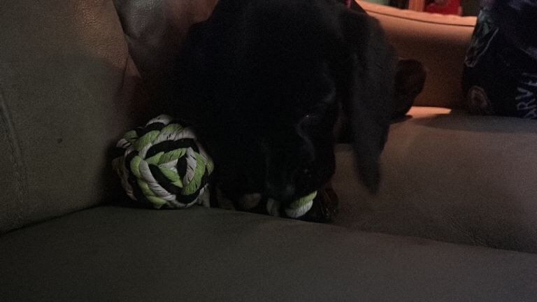 Cocker Spaniel puppies for sale in Bangor, County Down – 11 weeks old - Image 4 of 4