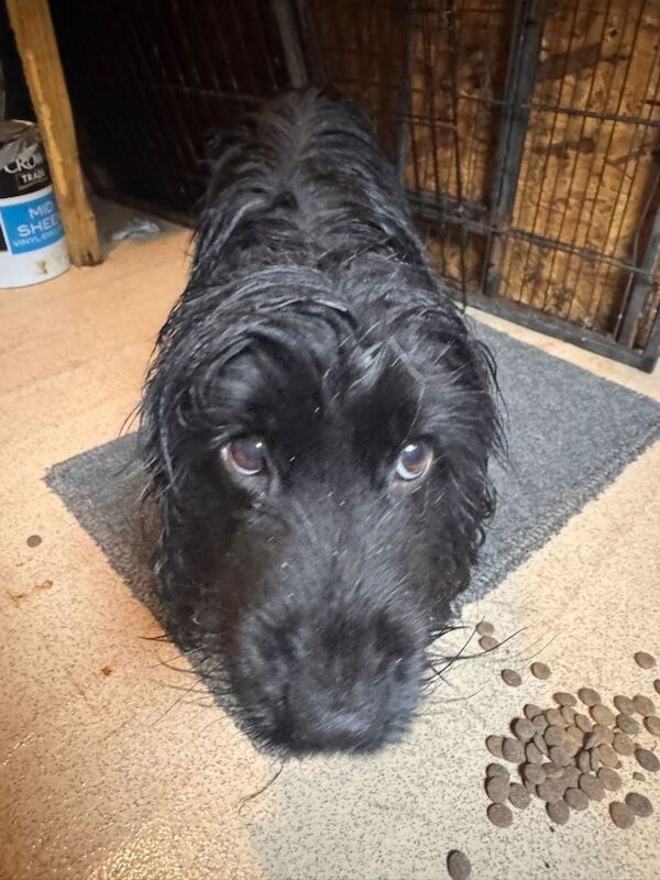 Cocker Spaniel Puppies For Sale Under £1,000