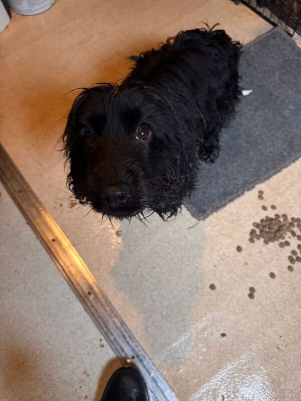 Cocker Spaniel puppies for sale in Omagh, County Tyrone – 7 months old - Image 2 of 3