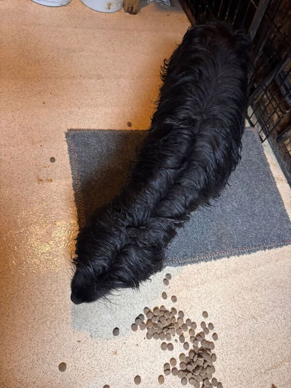 Cocker Spaniel puppies for sale in Omagh, County Tyrone – 7 months old - Image 3 of 3