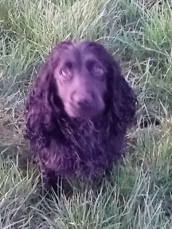 Kennel Club Registered Cocker Spaniel Puppies For Sale