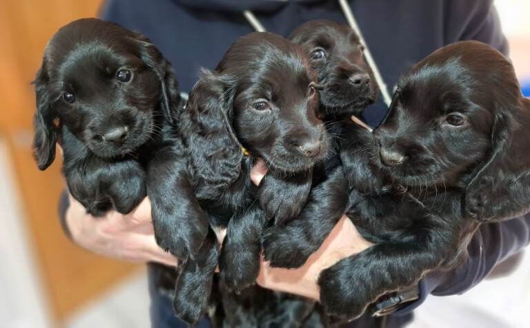 Cocker Spaniel Puppies For Sale Under £1,000