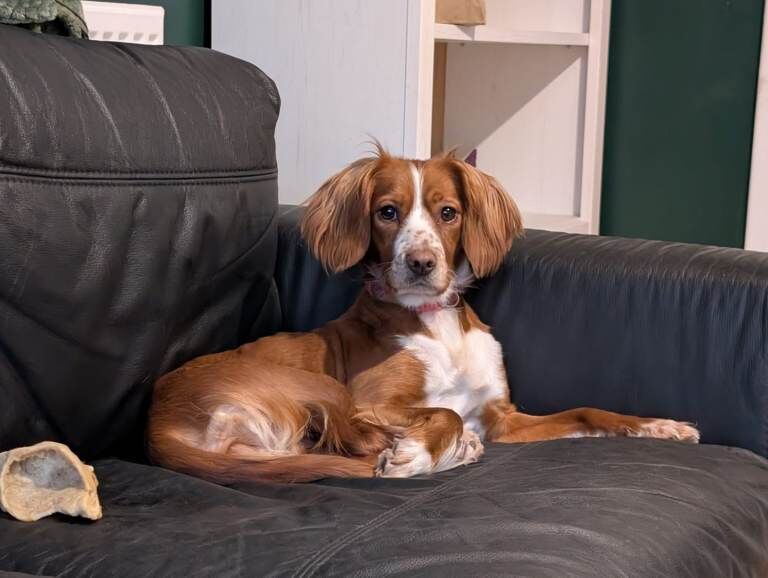 Cocker Spaniel - Image 2 of 2