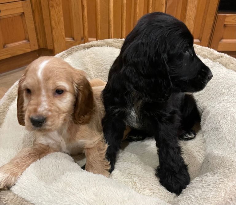 Cocker Spaniel Puppies For Sale