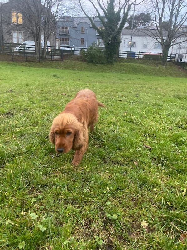 Cocker spaniel - Image 2 of 3