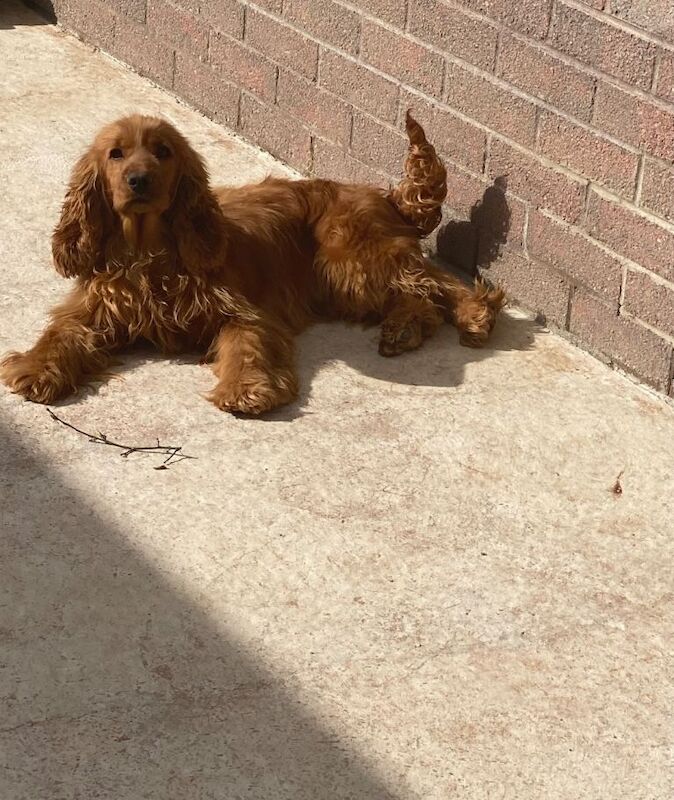 Cocker spaniel - Image 3 of 3