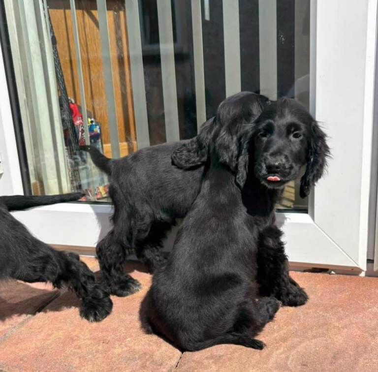 Cocker spaniel - Image 2 of 4