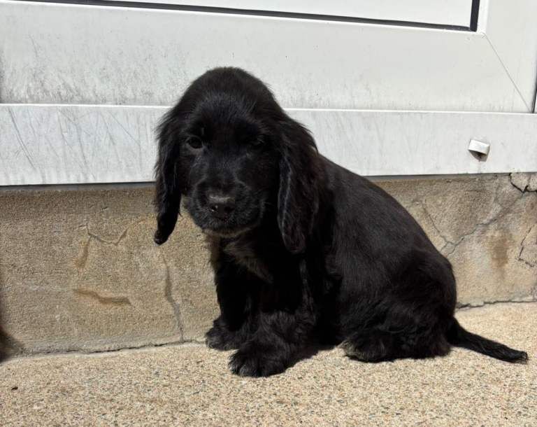 Cocker spaniel - Image 3 of 4