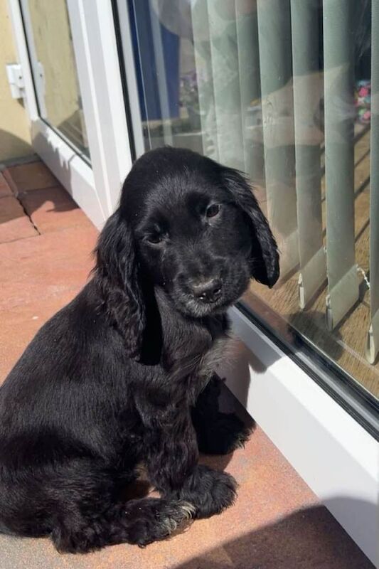 Cocker spaniel - Image 4 of 4