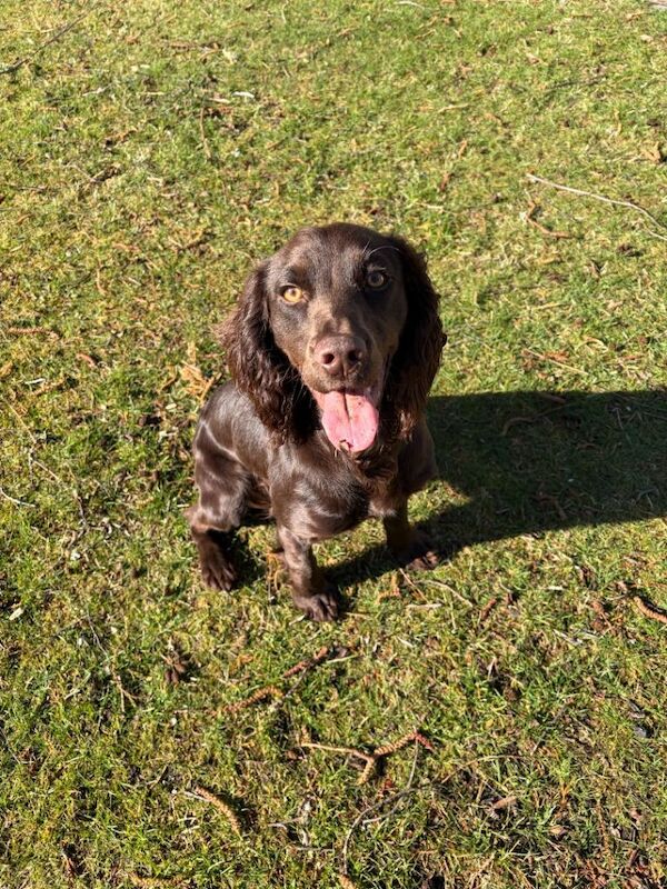 Cocker Spaniel Puppies For Sale Under £1,000