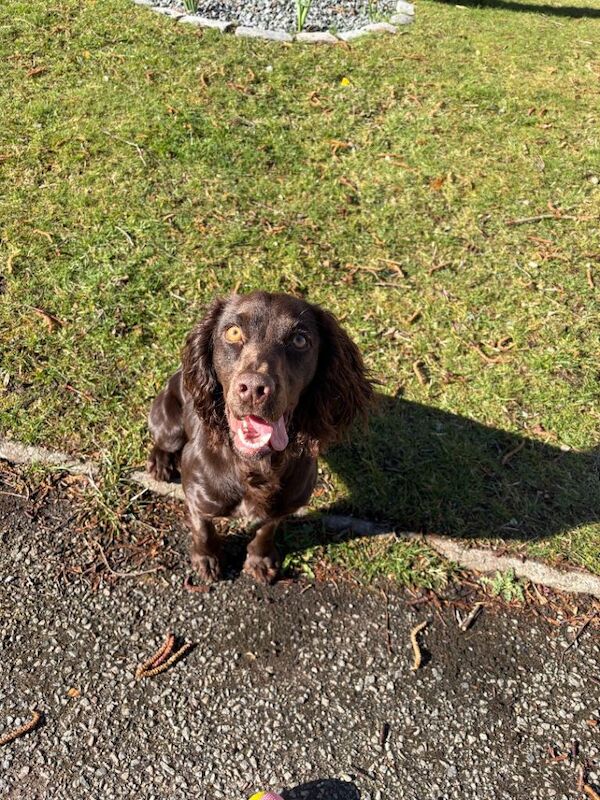 Cocker spaniel - Image 2 of 3