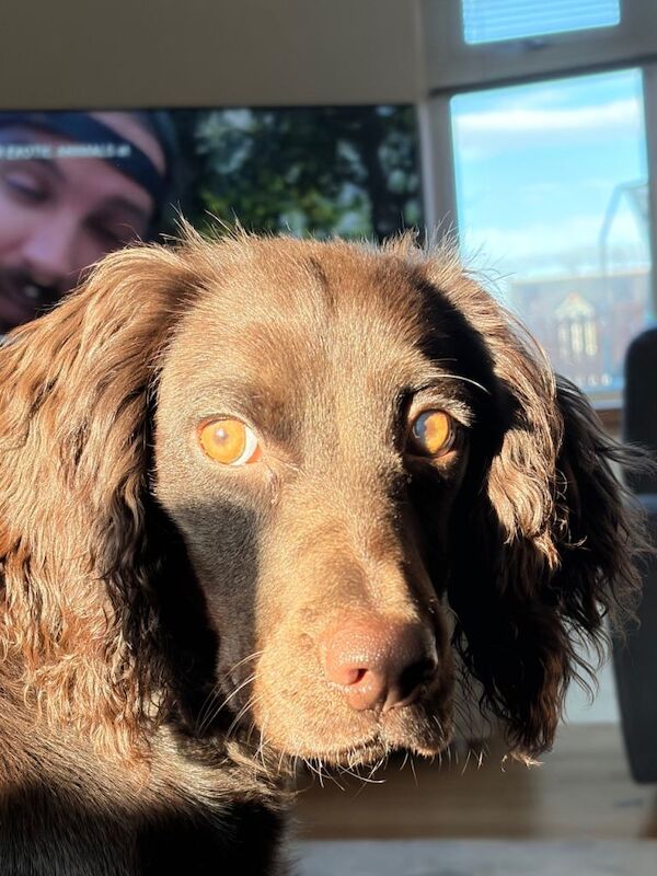 Cocker spaniel - Image 3 of 3