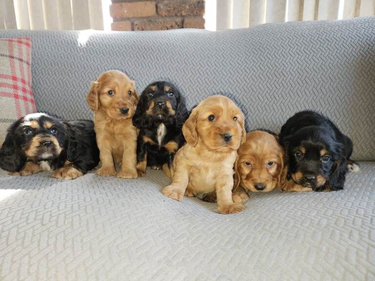 Cocker Spaniel Puppies For Sale Under £1,000