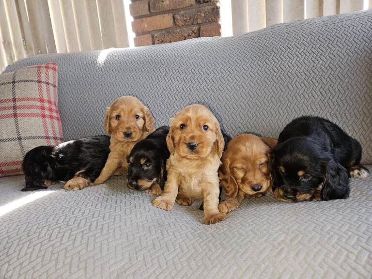 cocker spaniel - Image 2 of 5