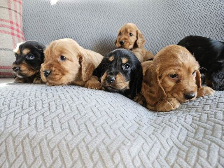 cocker spaniel - Image 3 of 5