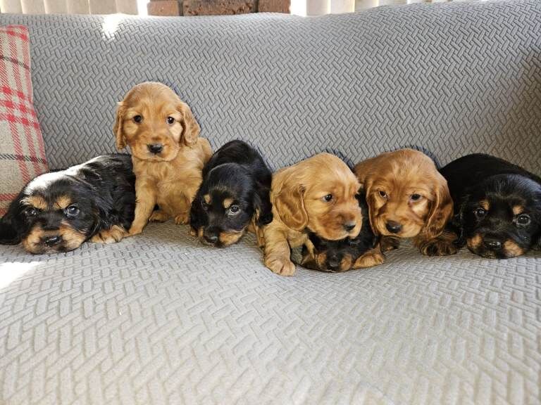 cocker spaniel - Image 4 of 5