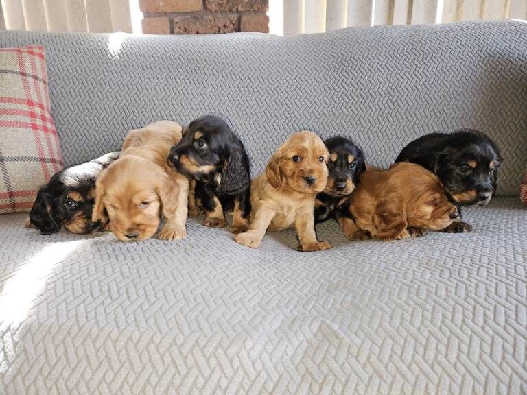 cocker spaniel - Image 5 of 5